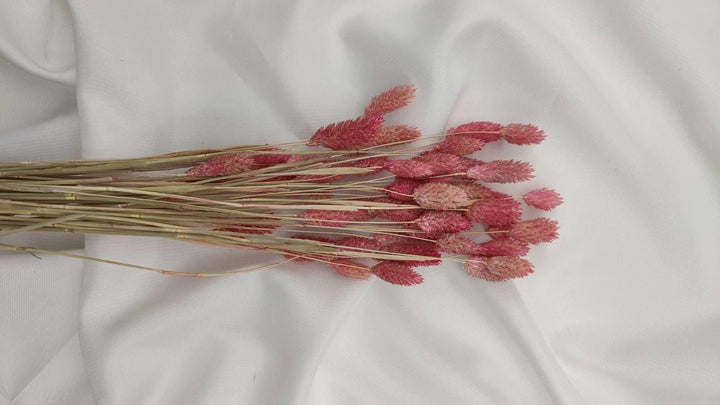 Phalaris Trockenblumen | Rosa (1 Bund) - www.Flower-Passion.com