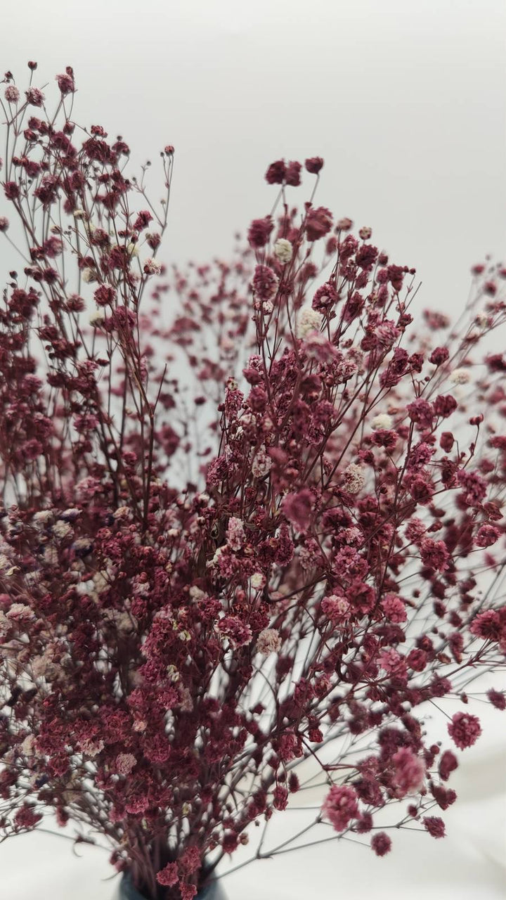 Schleierkraut Trockenblumen | Dunkel Violett (1 Bund) - www.Flower-Passion.com