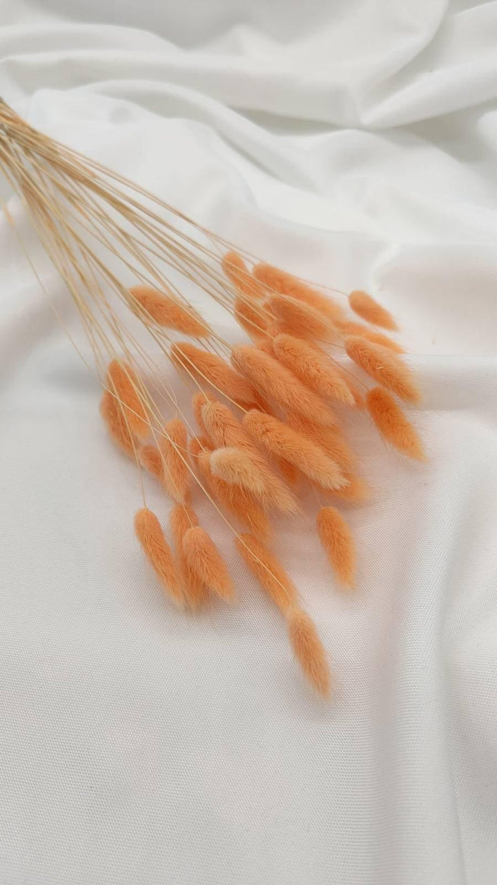 Lagurus Trockenblumen Extra Lang | Apricot (1 Bund) - www.Flower-Passion.com