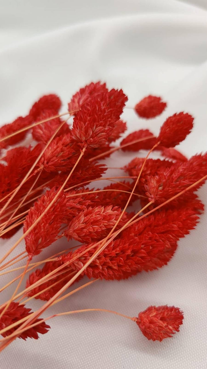 Phalaris Trockenblumen | Rot (1 Bund) - www.Flower-Passion.com