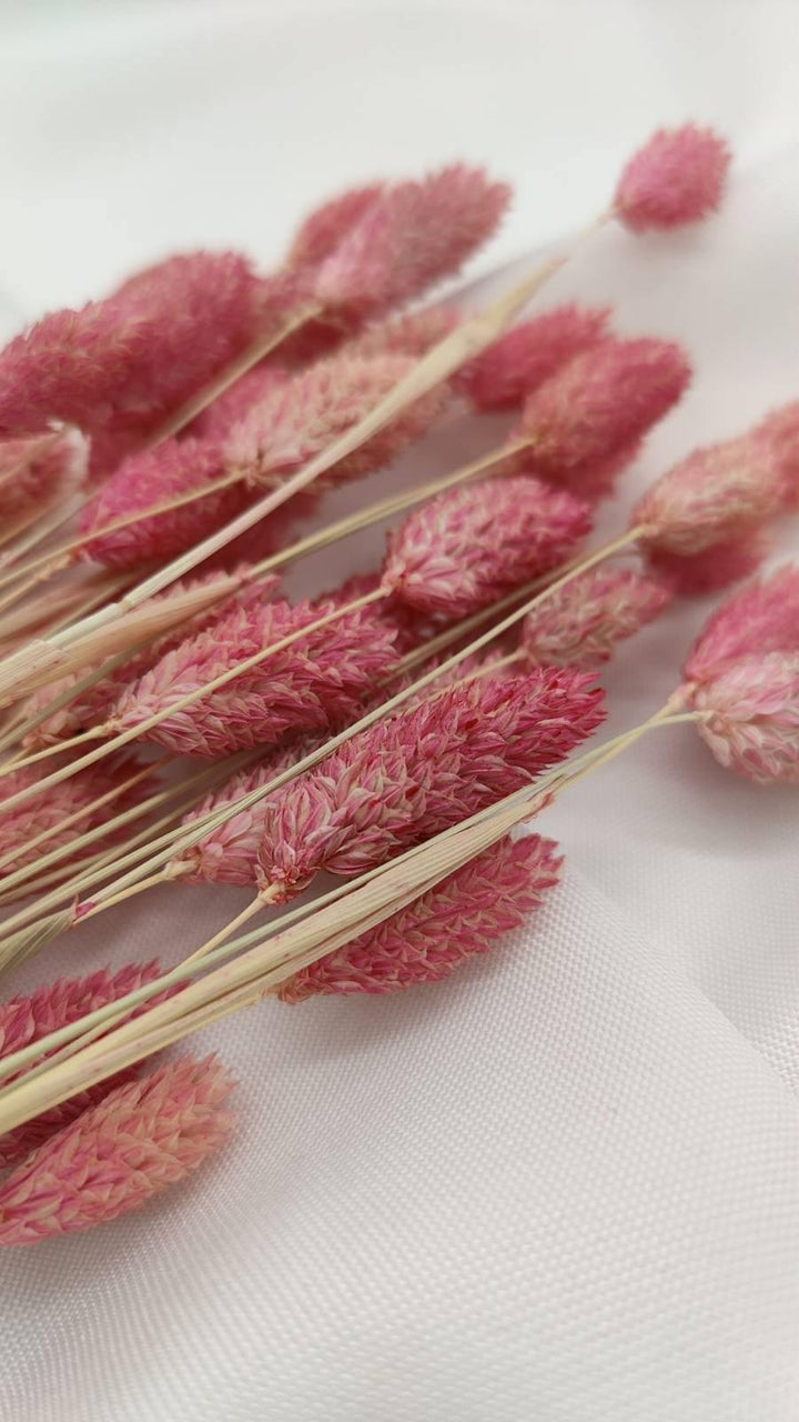 Phalaris Trockenblumen | Rosa (1 Bund) - www.Flower-Passion.com