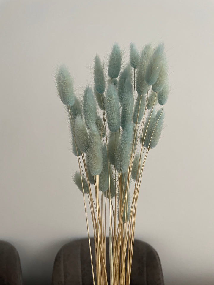Lagurus Trockenblumen Extra Lang XXL Pack