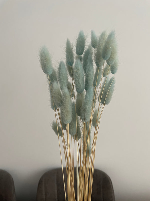 Lagurus Trockenblumen Extra Lang | Hell Blau (1 Bund) - www.Flower-Passion.com