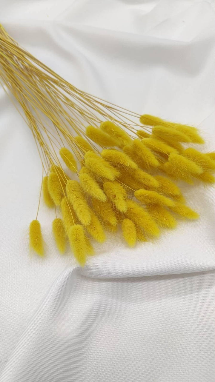 Lagurus Trockenblumen Extra Lang | Gelb (1 Bund) - www.Flower-Passion.com