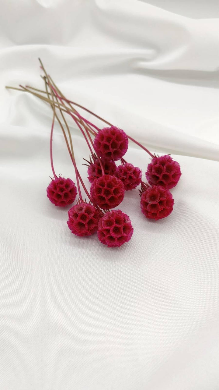 Scabiosa Blüten | Pink (1 Stiel) - www.Flower-Passion.com