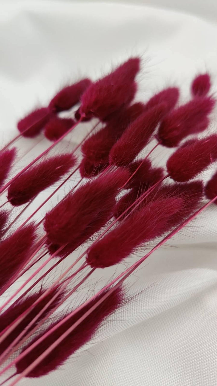 Lagurus Trockenblumen Extra Lang | Weinrot (1 Bund) - www.Flower-Passion.com