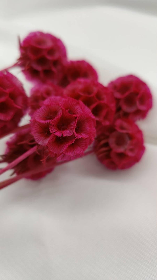 Scabiosa Blüten | Pink (1 Stiel) - www.Flower-Passion.com
