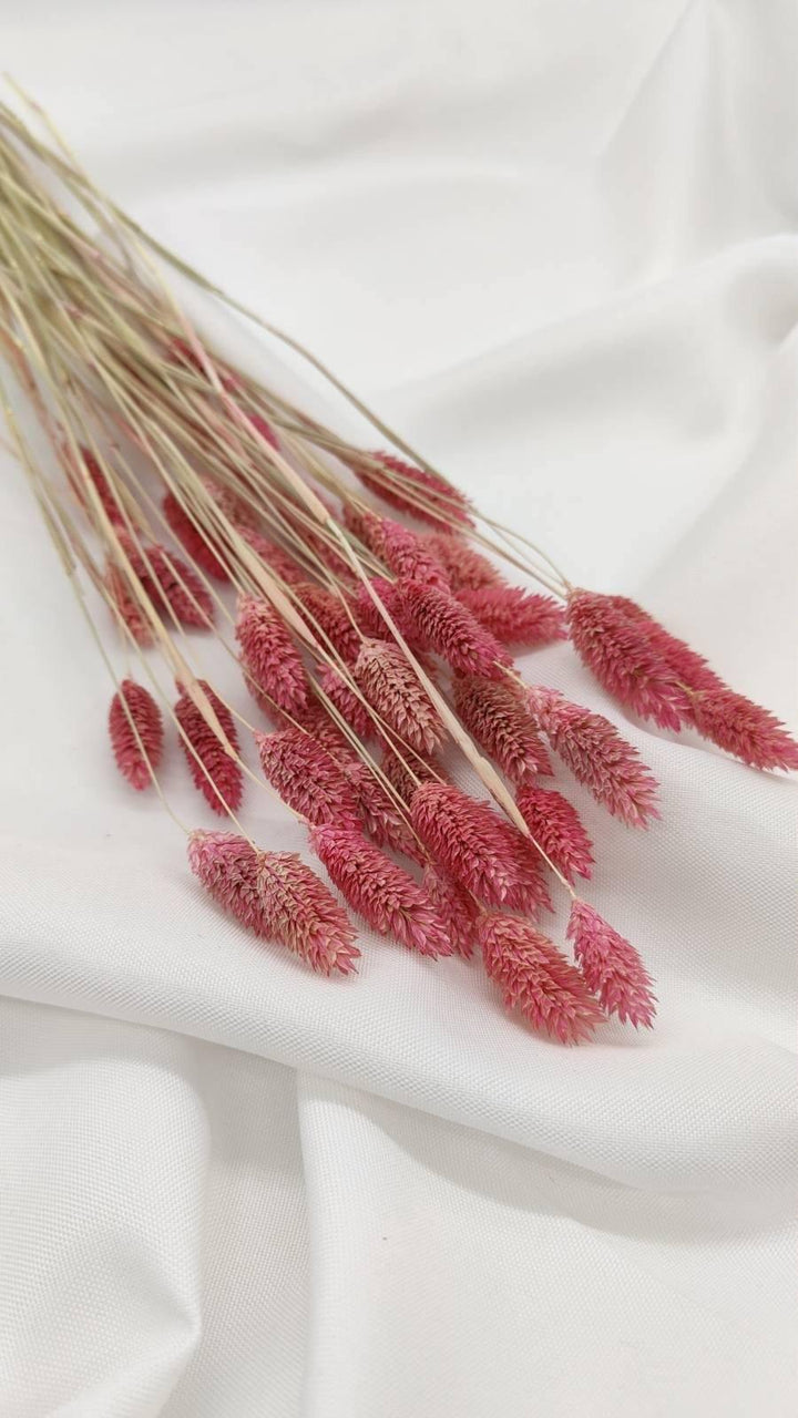 Phalaris Trockenblumen | Rosa (1 Bund) - www.Flower-Passion.com