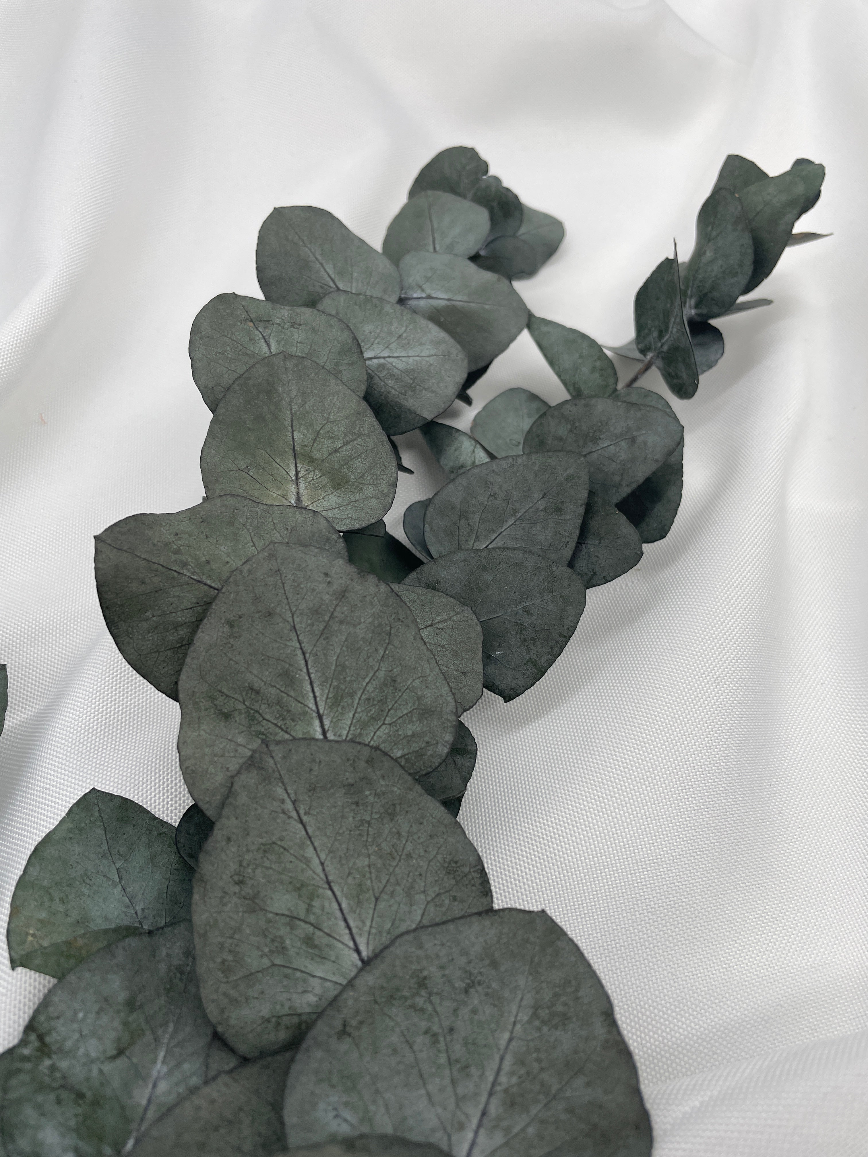 Eukalyptus Cinerea, getrocknet & konserviert - www.Flower-Passion.com