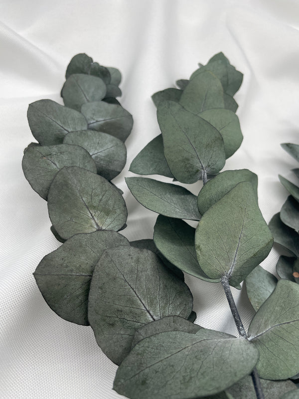 Eukalyptus Cinerea, getrocknet & konserviert - www.Flower-Passion.com