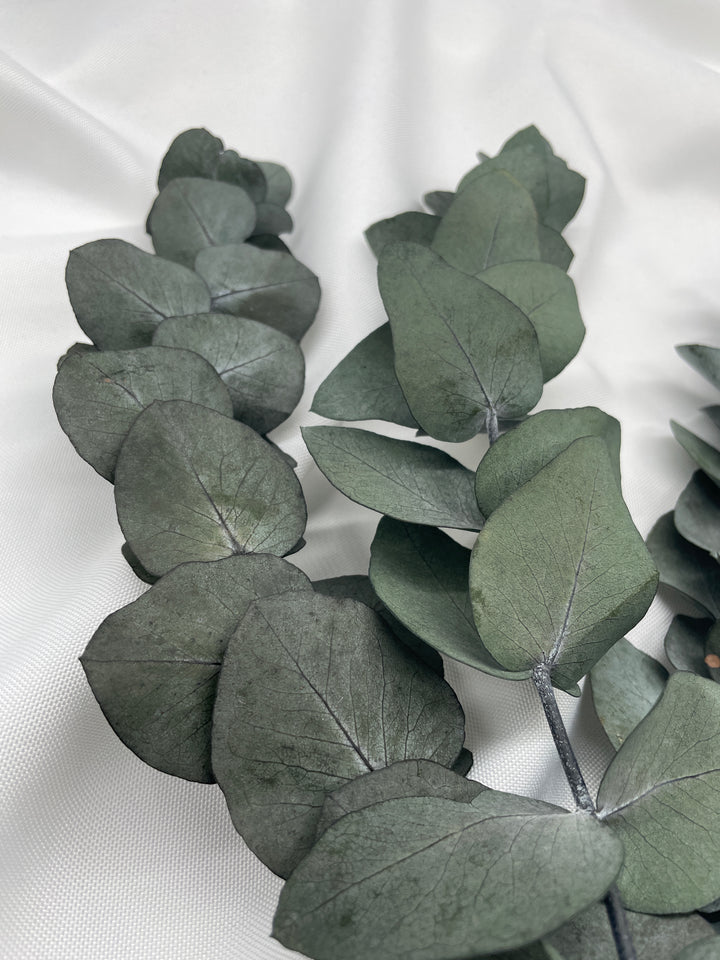 Eukalyptus Cinerea, getrocknet & konserviert - www.Flower-Passion.com