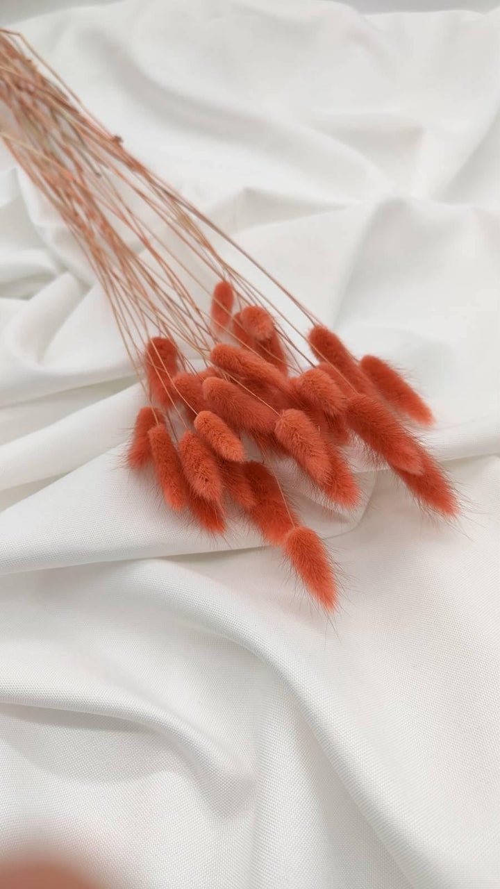 Lagurus Trockenblumen | Koralle (1 Bund) - www.Flower-Passion.com