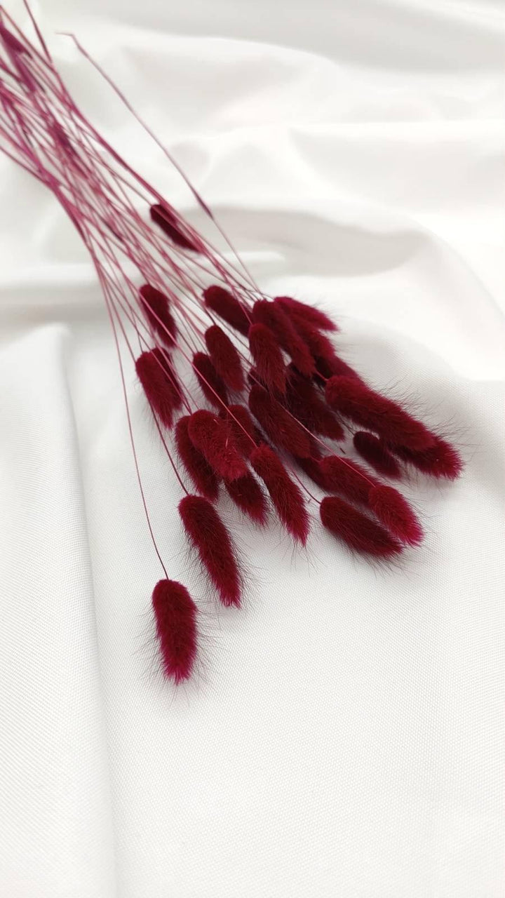 Lagurus Trockenblumen Extra Lang | Weinrot (1 Bund) - www.Flower-Passion.com