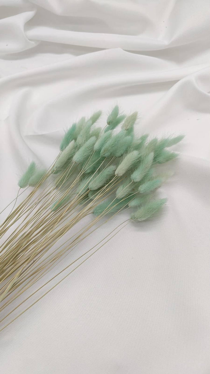 Lagurus Trockenblumen Extra Lang | Mint (1 Bund) - www.Flower-Passion.com