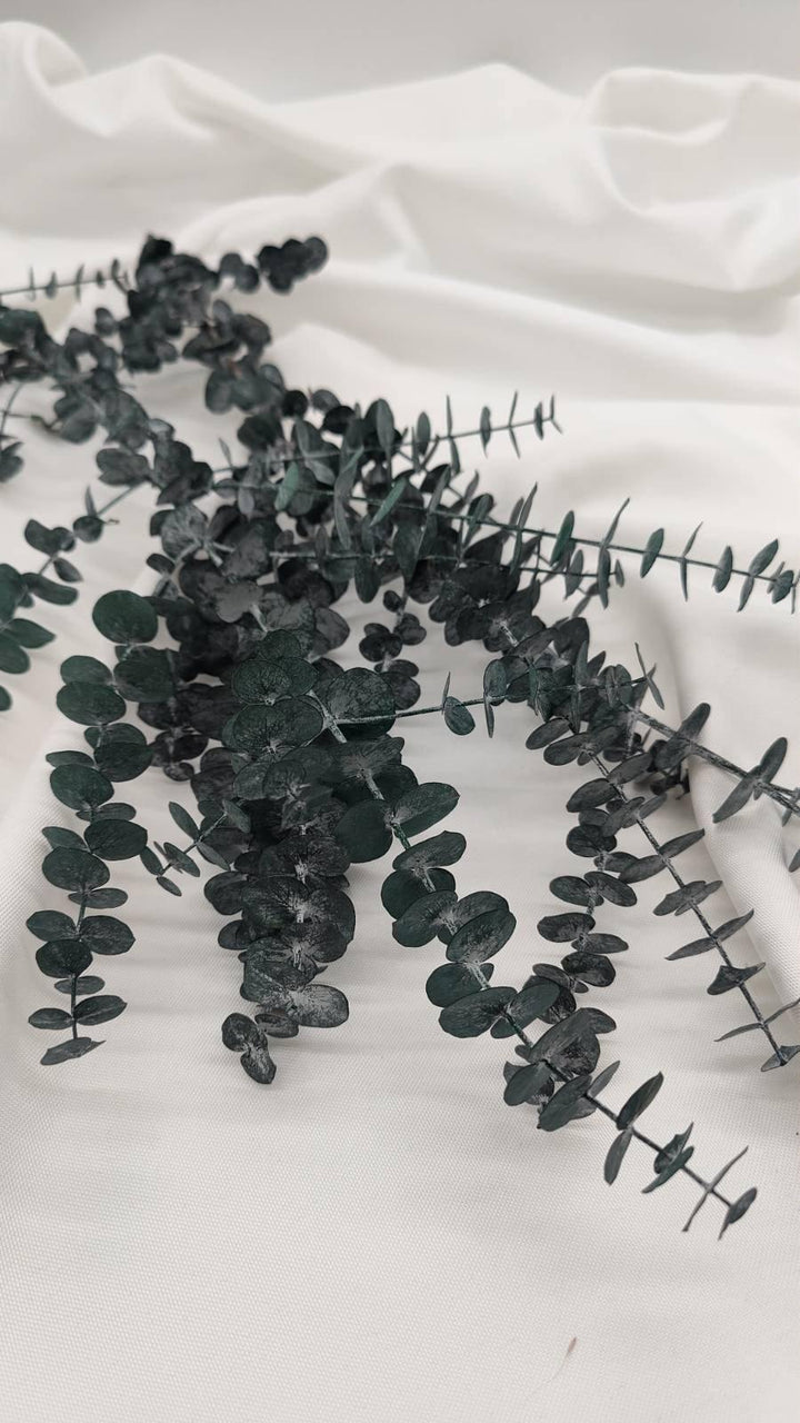 Eukalyptus Baby Blue - www.Flower-Passion.com