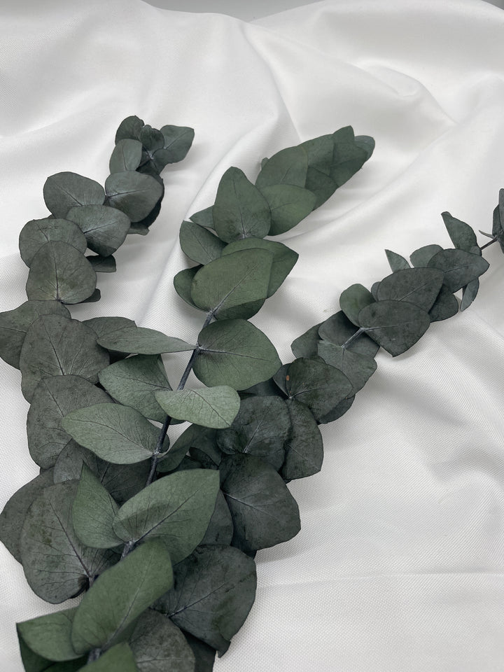 Eukalyptus Cinerea, getrocknet & konserviert - www.Flower-Passion.com