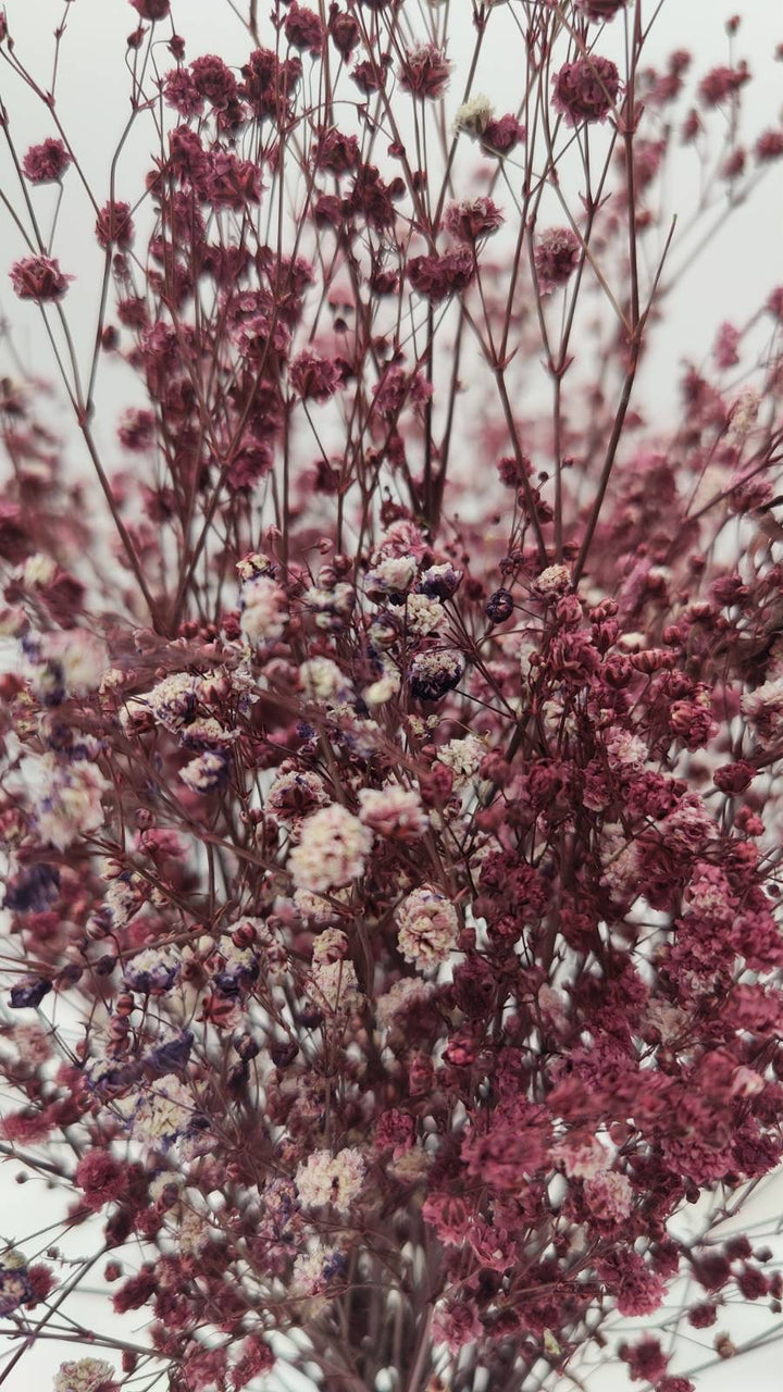 Schleierkraut Trockenblumen | Dunkel Violett (1 Bund) - www.Flower-Passion.com