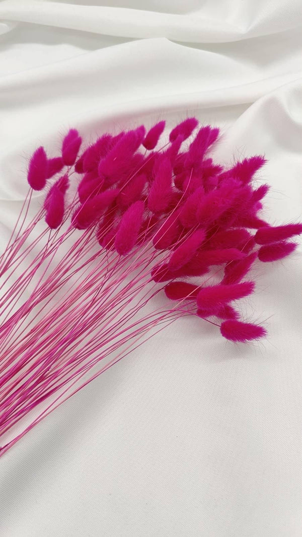 Lagurus Trockenblumen Extra Lang | Pink (1 Bund) - www.Flower-Passion.com