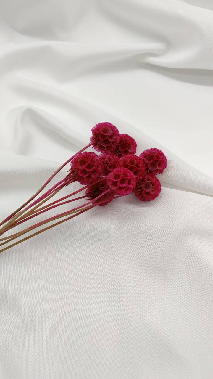 Scabiosa Blüten | Pink (1 Stiel) - www.Flower-Passion.com