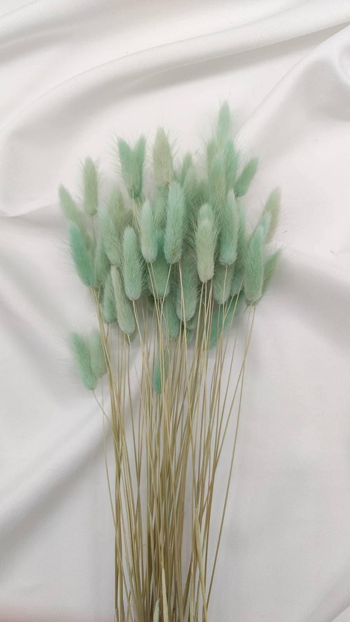 Lagurus Trockenblumen Extra Lang | Mint (1 Bund) - www.Flower-Passion.com