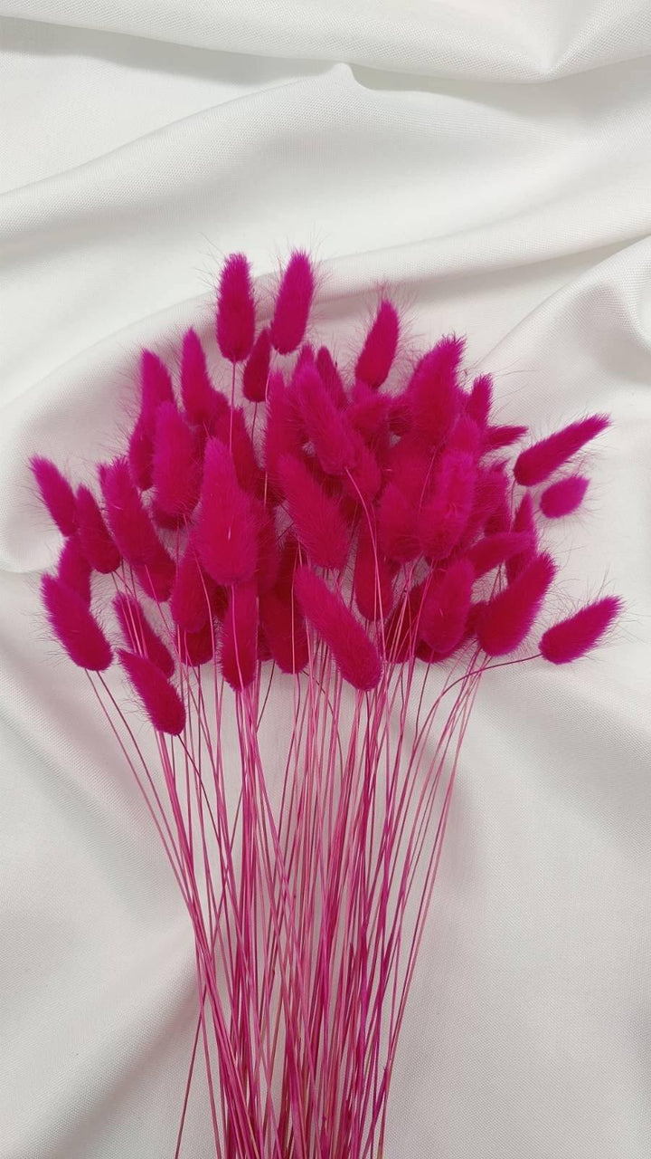 Lagurus Trockenblumen Extra Lang | Pink (1 Bund) - www.Flower-Passion.com