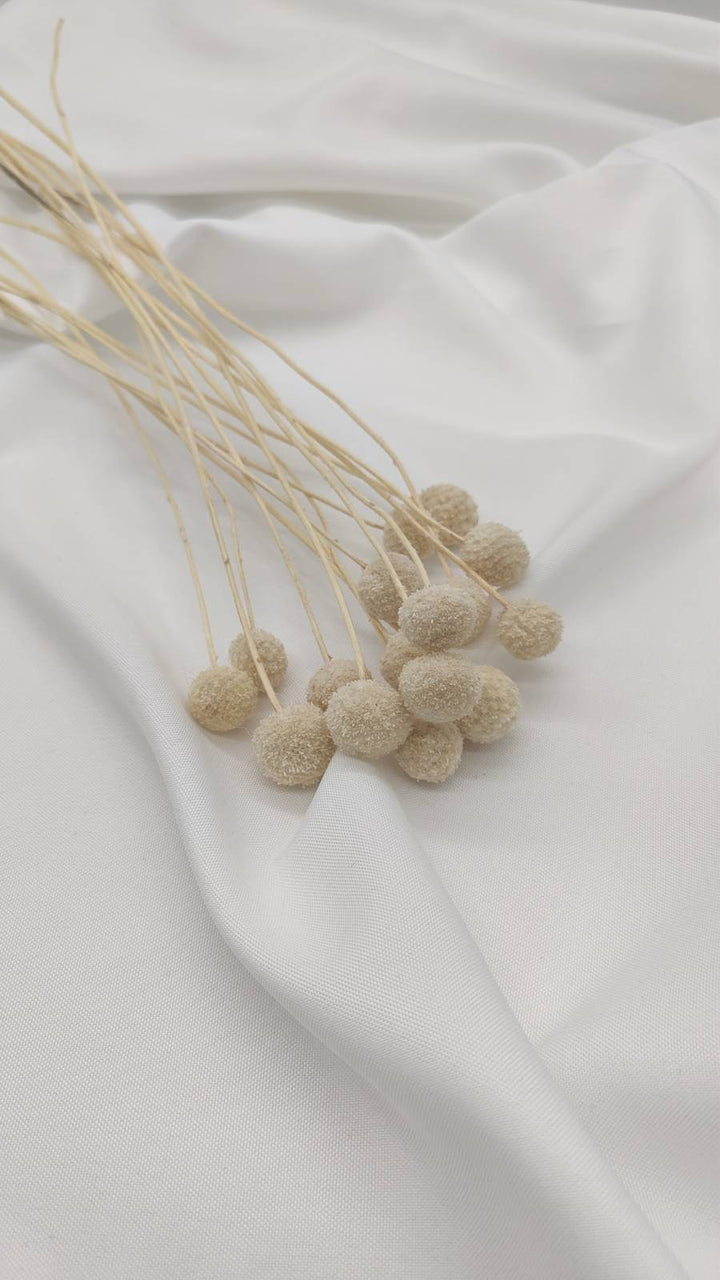 Craspedia | Creme Weiß (1 Stiel) - www.Flower-Passion.com