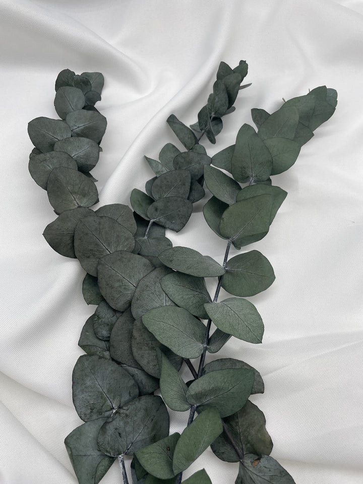 Eukalyptus Cinerea, getrocknet & konserviert - www.Flower-Passion.com