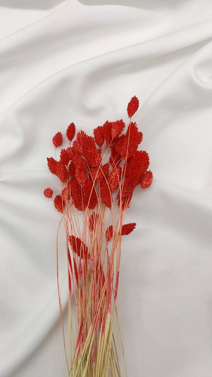 Phalaris Trockenblumen | Rot (1 Bund) - www.Flower-Passion.com