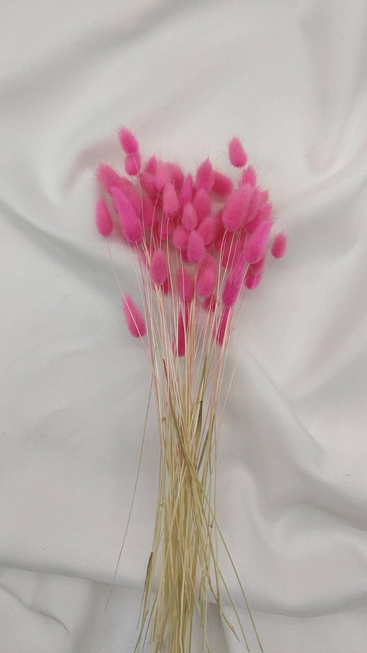 Baby Lagurus Trockenblumen | Pink (1 Bund) - www.Flower-Passion.com