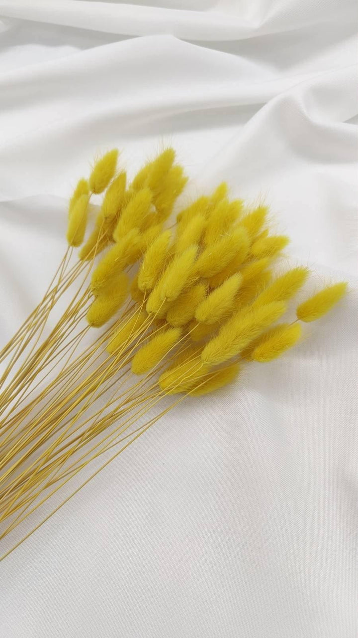 Lagurus Trockenblumen Extra Lang | Gelb (1 Bund) - www.Flower-Passion.com