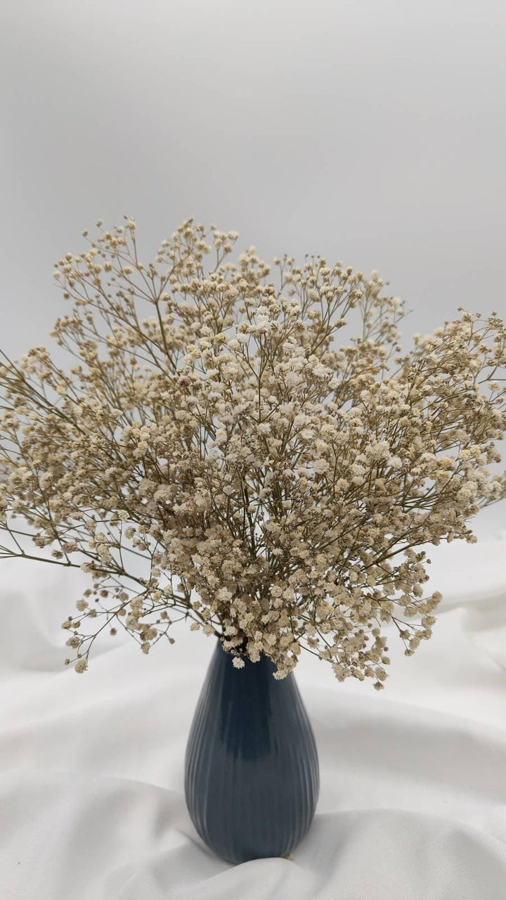 Schleierkraut Trockenblumen | Creme Weiß (1 Bund) - www.Flower-Passion.com