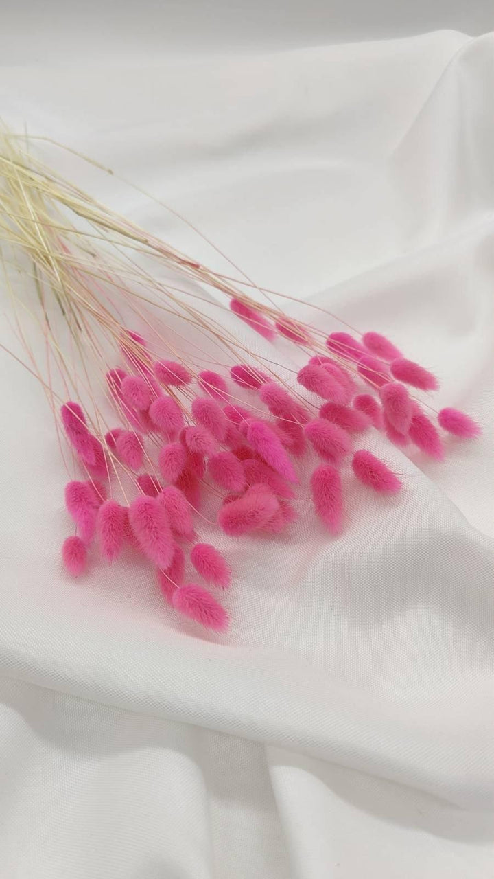 Baby Lagurus Trockenblumen | Pink (1 Bund) - www.Flower-Passion.com