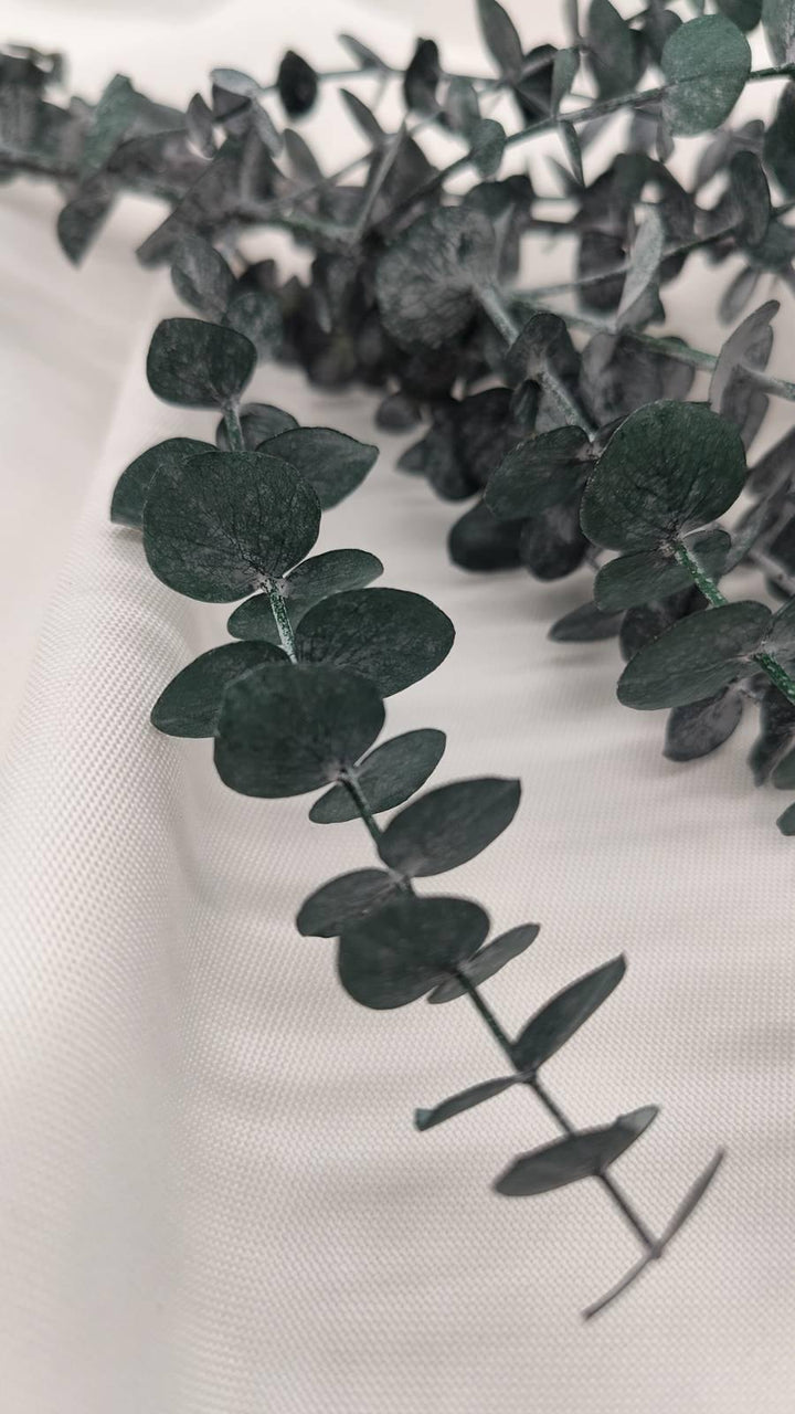 Eukalyptus Baby Blue - www.Flower-Passion.com