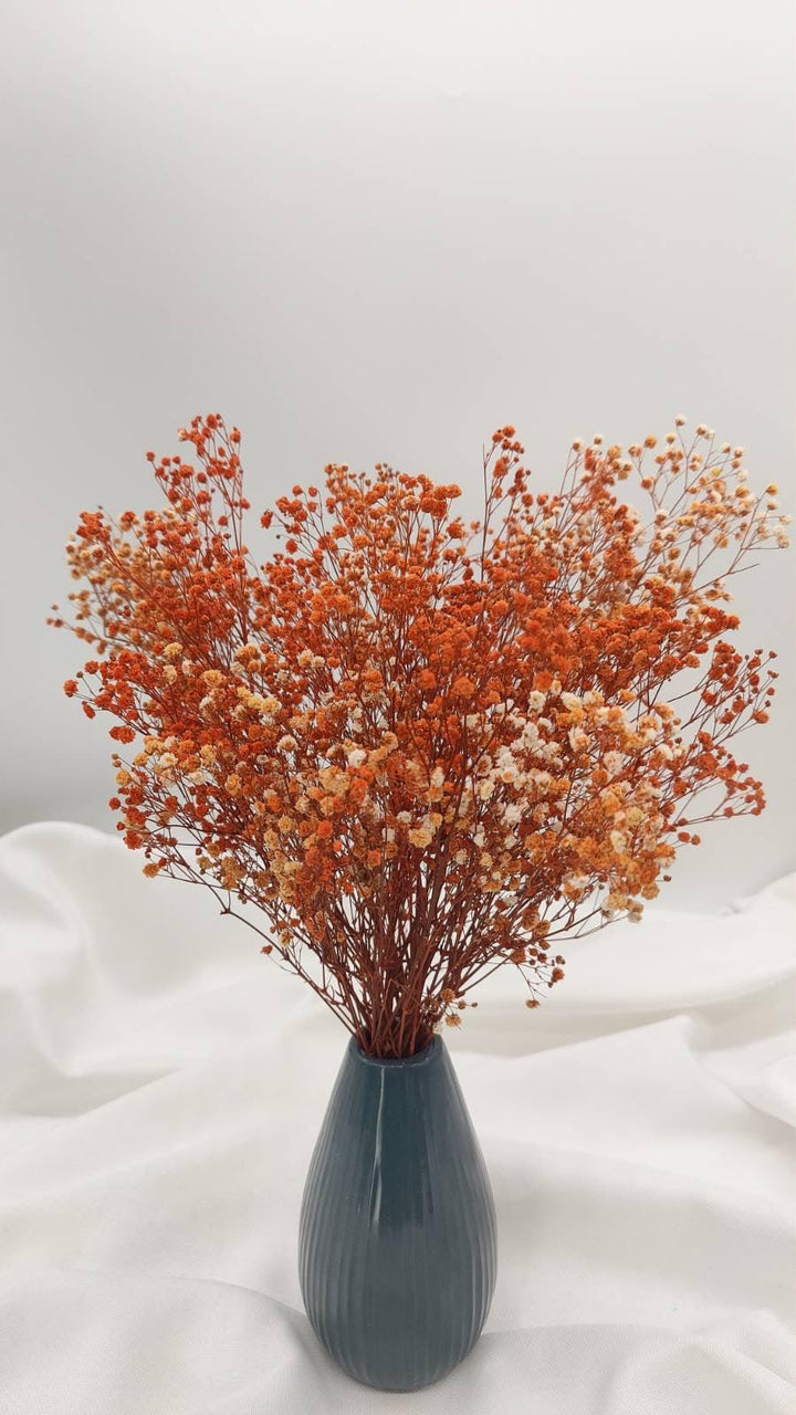 Schleierkraut Trockenblumen | Orange (1 Bund) - www.Flower-Passion.com