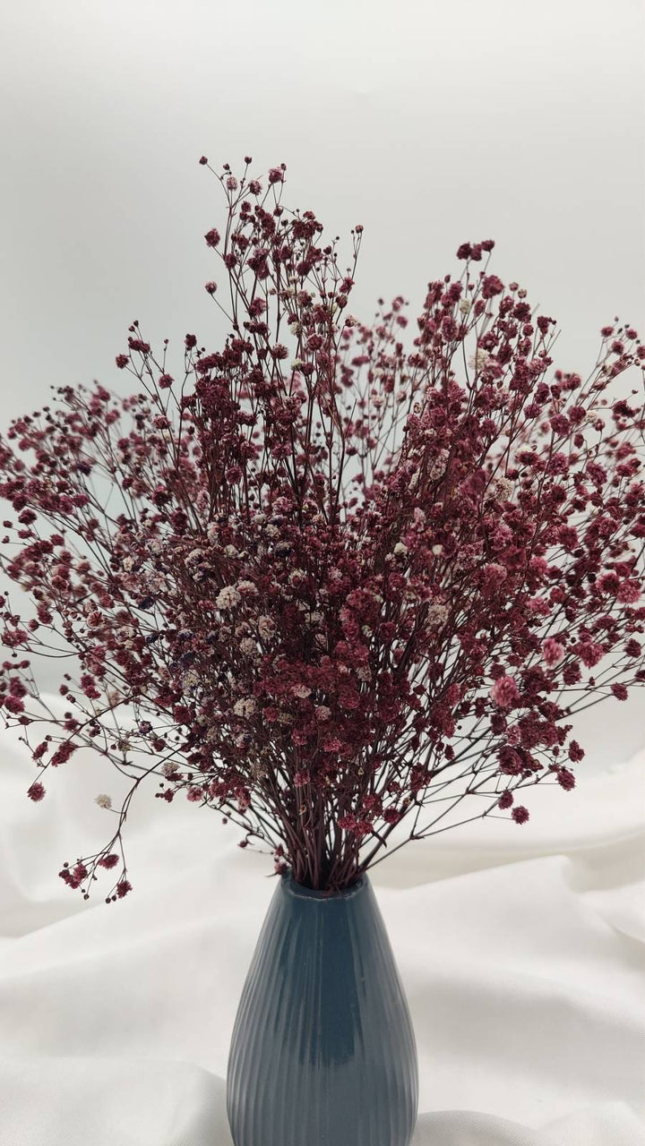 Schleierkraut Trockenblumen | Dunkel Violett (1 Bund) - www.Flower-Passion.com