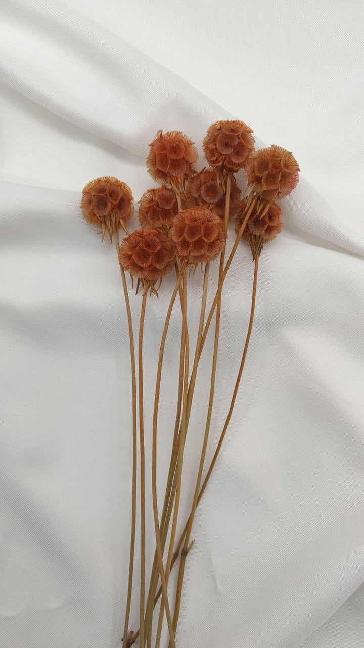 Scabiosa Blüten | Orange (1 Stiel) - www.Flower-Passion.com