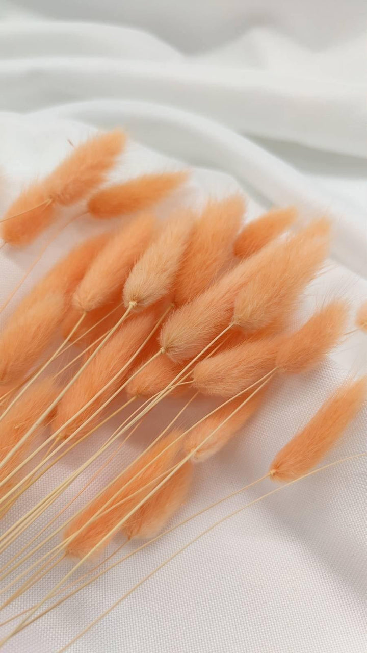 Lagurus Trockenblumen Extra Lang | Apricot (1 Bund) - www.Flower-Passion.com