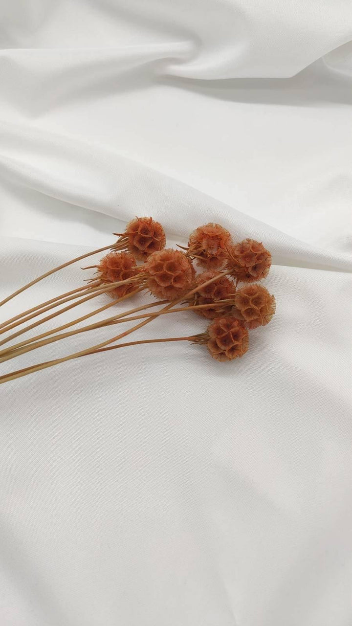 Scabiosa Blüten | Orange (1 Stiel) - www.Flower-Passion.com