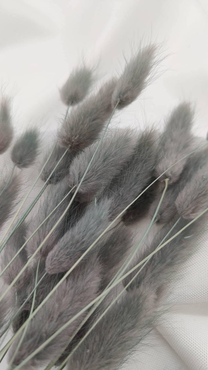 Lagurus Trockenblumen Extra Lang | Hell Grau (1 Bund) - www.Flower-Passion.com