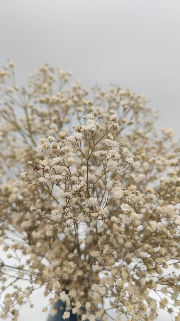 Schleierkraut Trockenblumen | Creme Weiß (1 Bund) - www.Flower-Passion.com