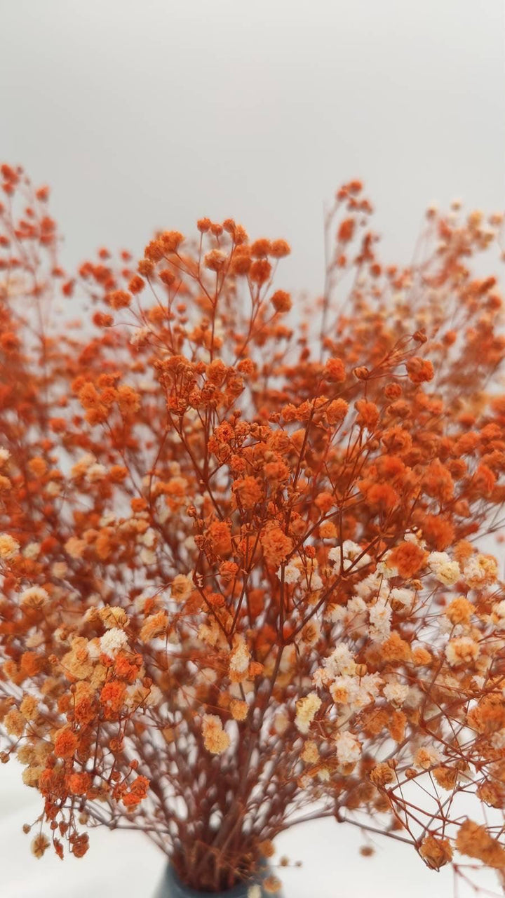 Schleierkraut Trockenblumen | Orange (1 Bund) - www.Flower-Passion.com