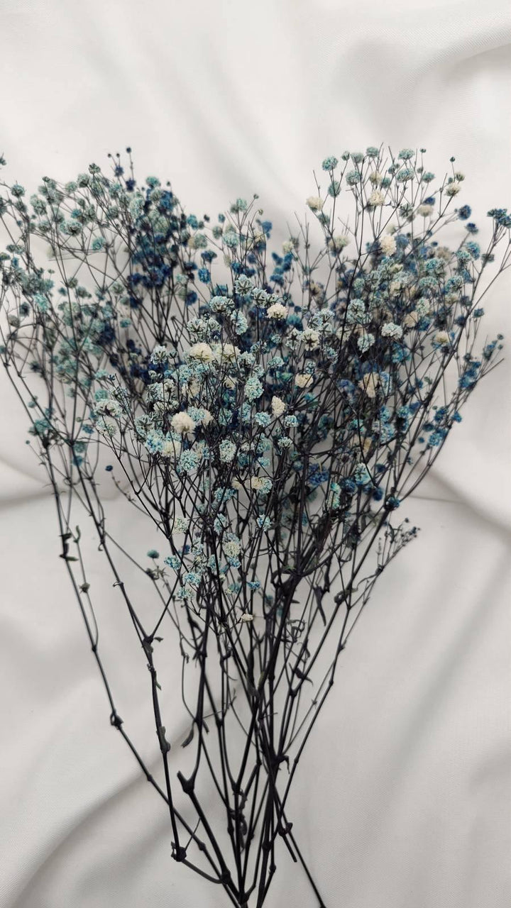 Schleierkraut Trockenblumen | Blau weiß (1 Bund) - www.Flower-Passion.com