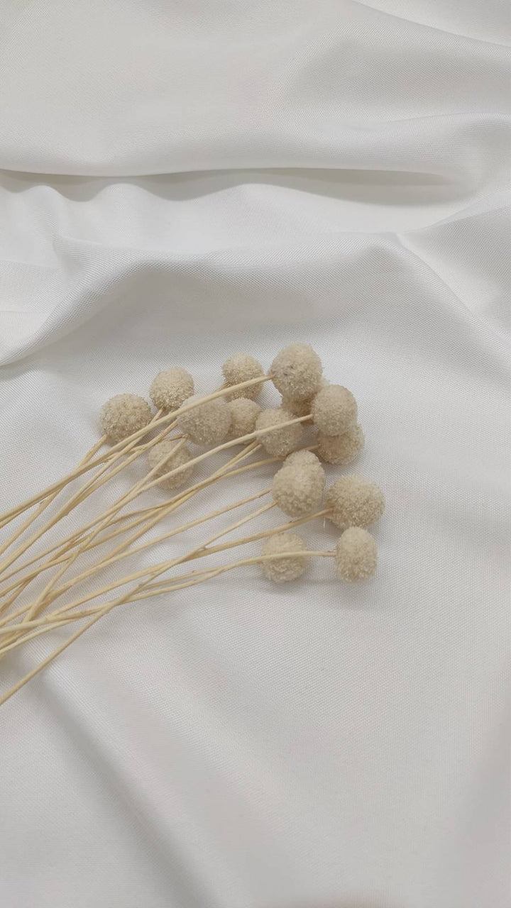 Craspedia | Creme Weiß (1 Stiel) - www.Flower-Passion.com