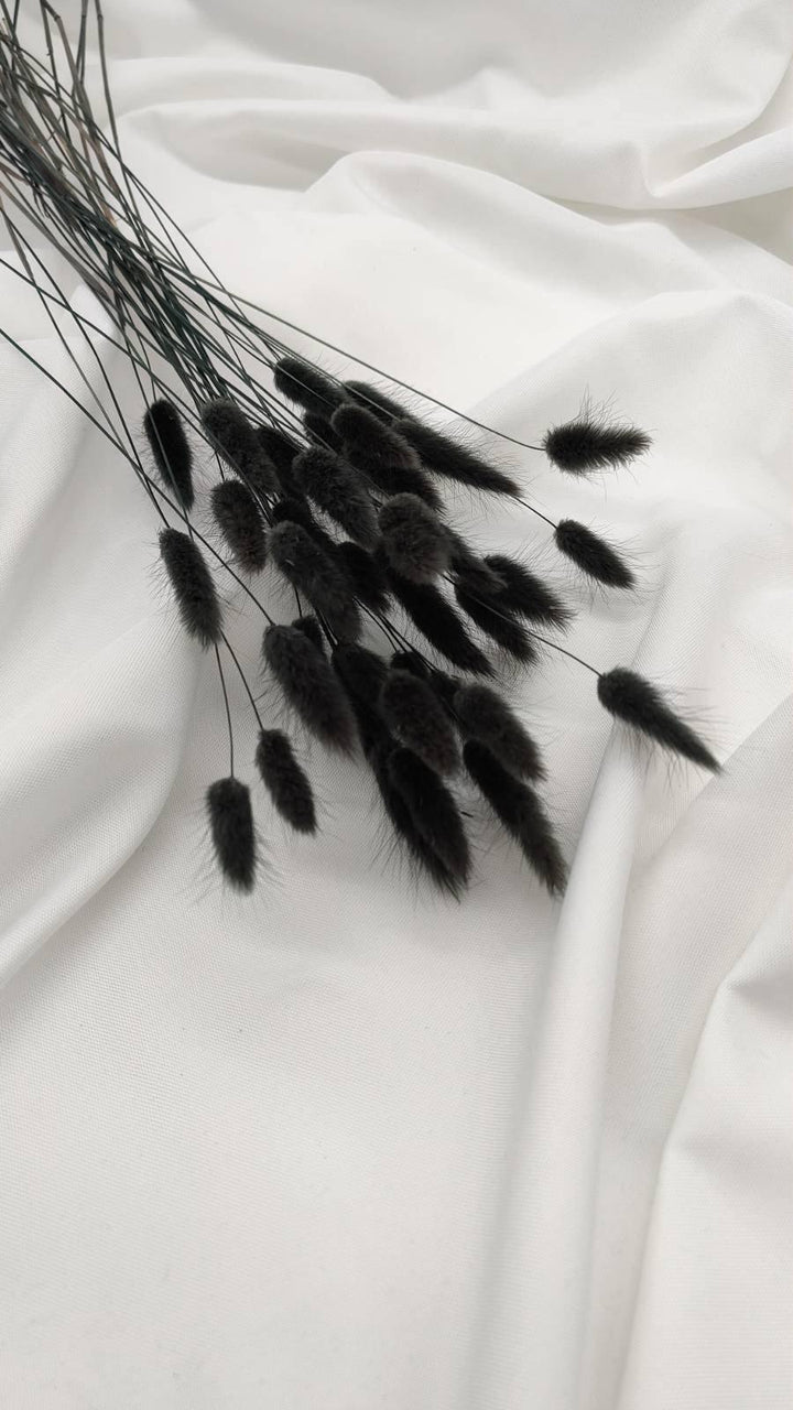 Lagurus Trockenblumen Extra Lang | schwarz (1 Bund) - www.Flower-Passion.com