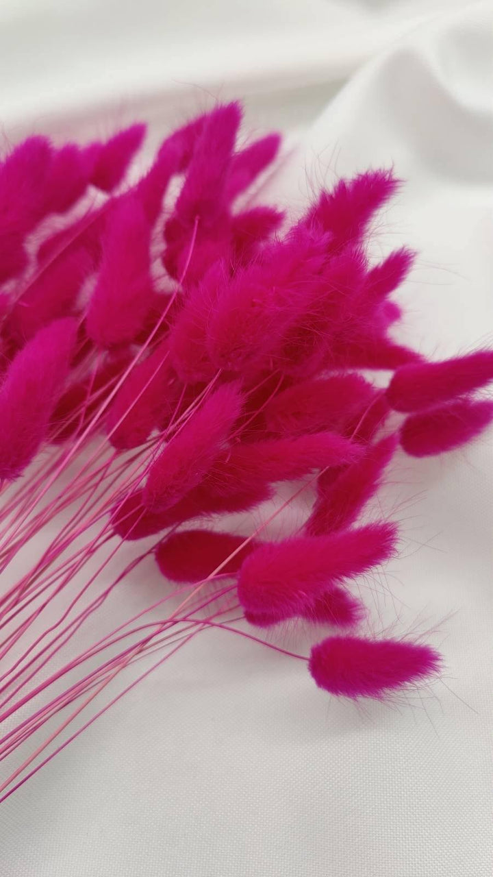 Lagurus Trockenblumen Extra Lang | Pink (1 Bund) - www.Flower-Passion.com