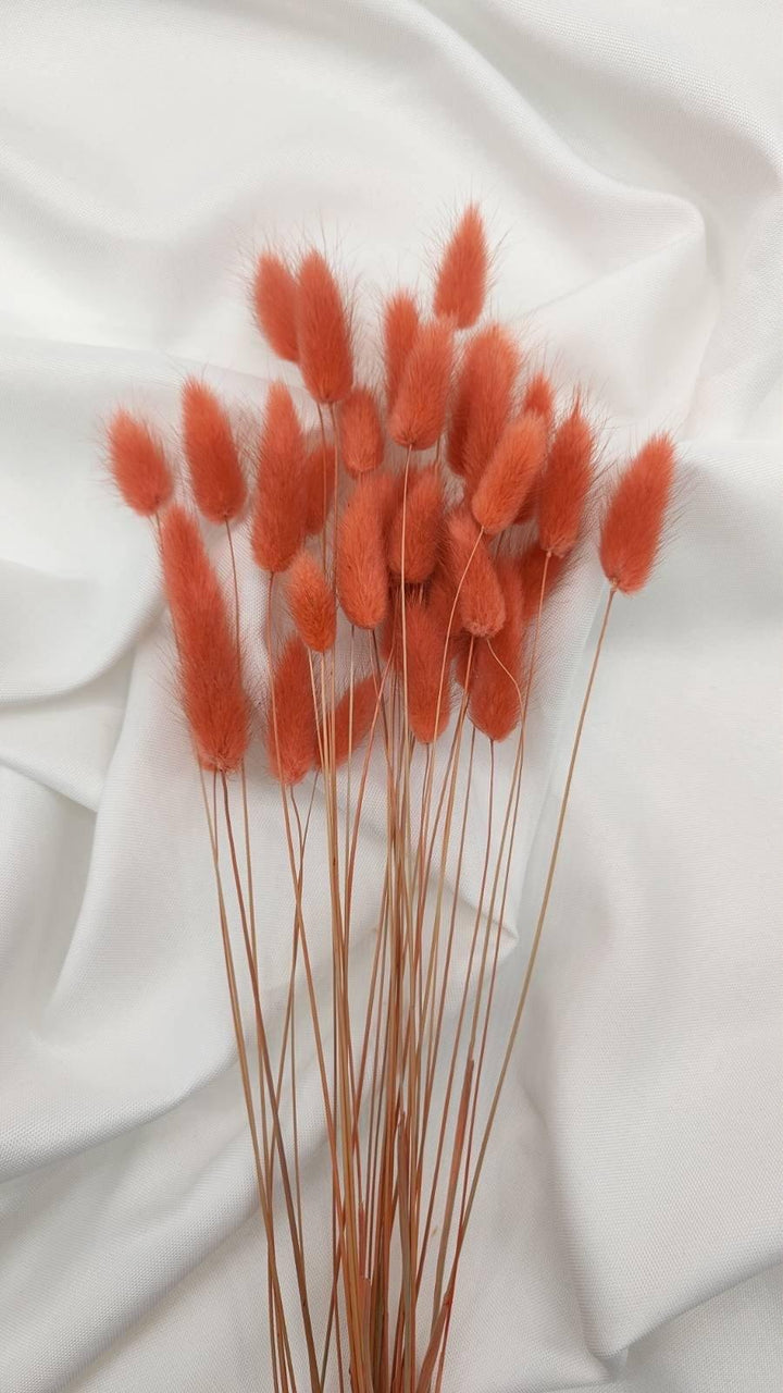 Lagurus Trockenblumen | Koralle (1 Bund) - www.Flower-Passion.com