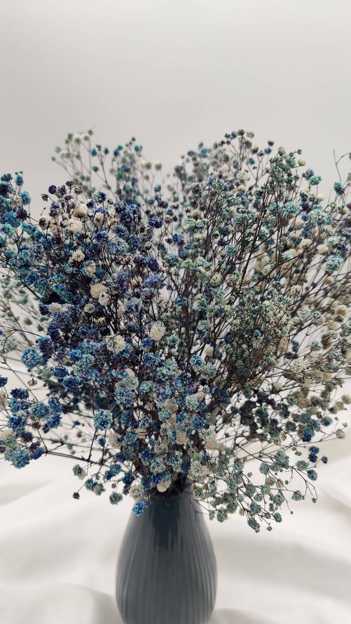 Schleierkraut Trockenblumen | Blau weiß (1 Bund) - www.Flower-Passion.com