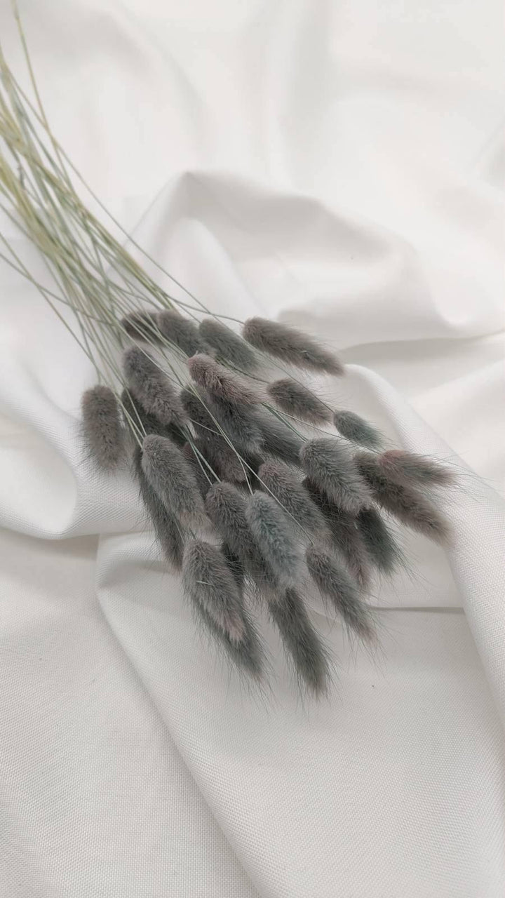 Lagurus Trockenblumen Extra Lang | Hell Grau (1 Bund) - www.Flower-Passion.com