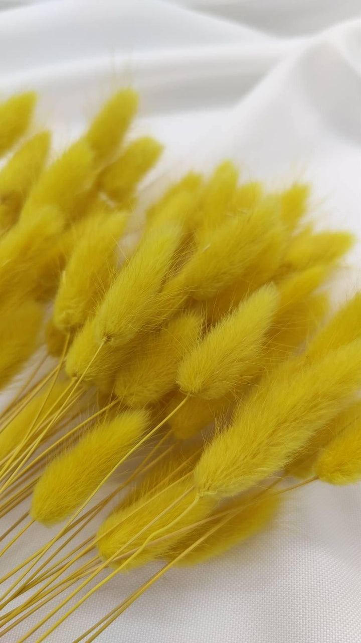 Lagurus Trockenblumen Extra Lang | Gelb (1 Bund) - www.Flower-Passion.com