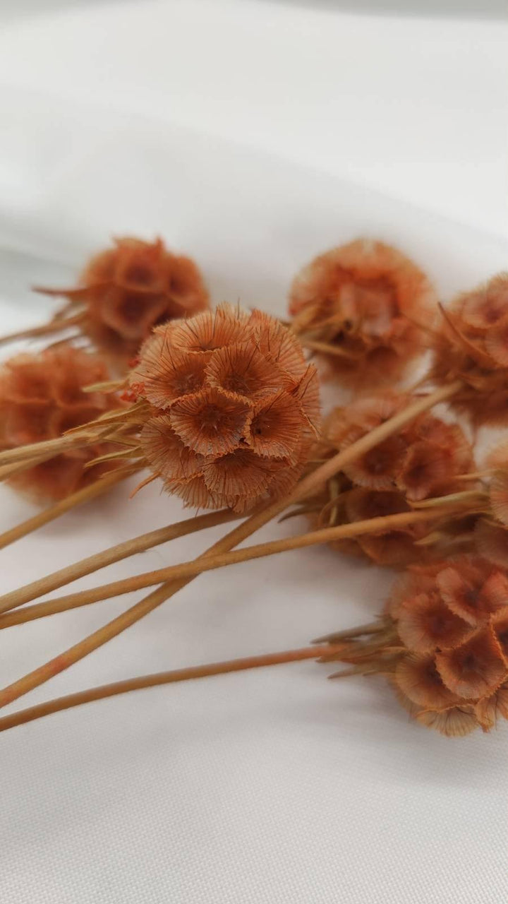 Scabiosa Blüten | Orange (1 Stiel) - www.Flower-Passion.com